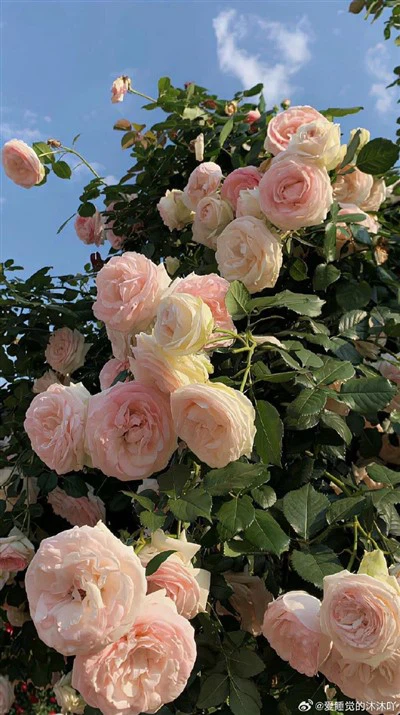 Sapphire Vodič za svjetlo